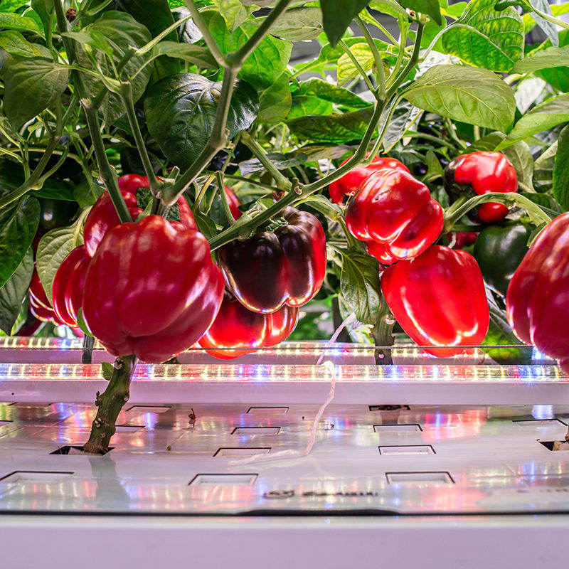 Color Pepper Indoor Cultivation Vertical Hydroponic Module (6)