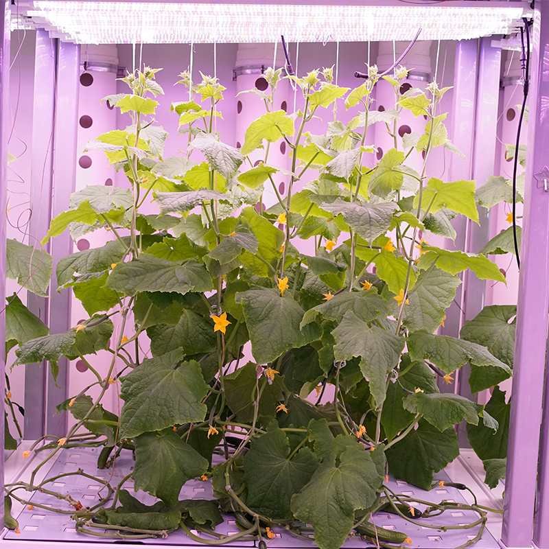 Cucumber Indoor Cultivation Vertical Hydroponic Module1