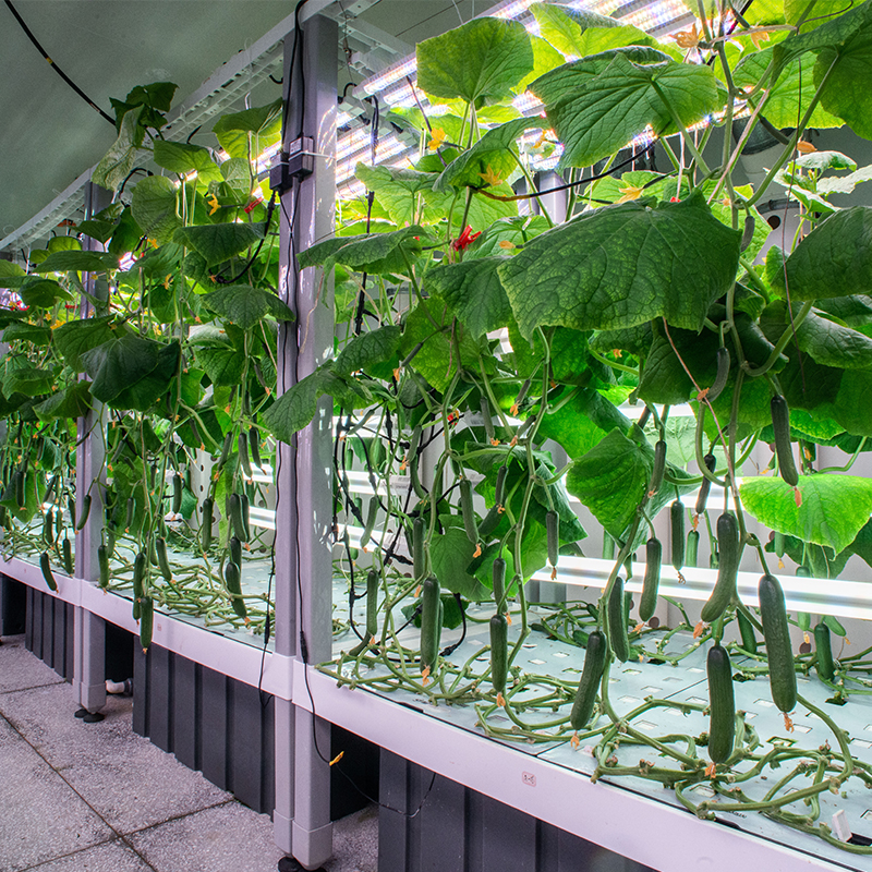 Cucumber Indoor Cultivation Vertical Hydroponic Module3