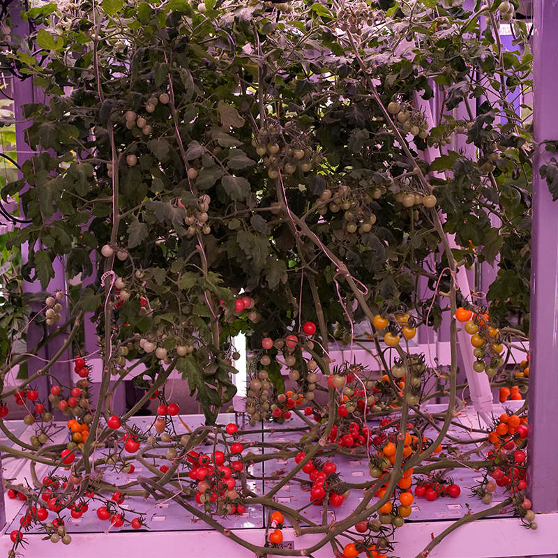 Tomato Indoor Cultivation Vertical Hydroponic Module (4)