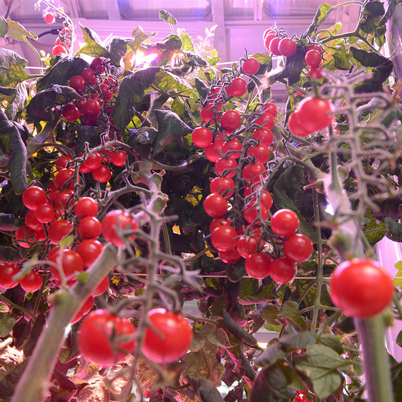 Tomato Indoor Cultivation Vertical Hydroponic Module (6)