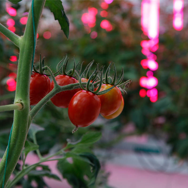 Tomato Indoor Cultivation Vertical Hydroponic Module (7)